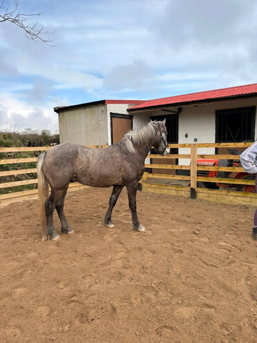 Fully Registered Connemara Gelding - Image 2