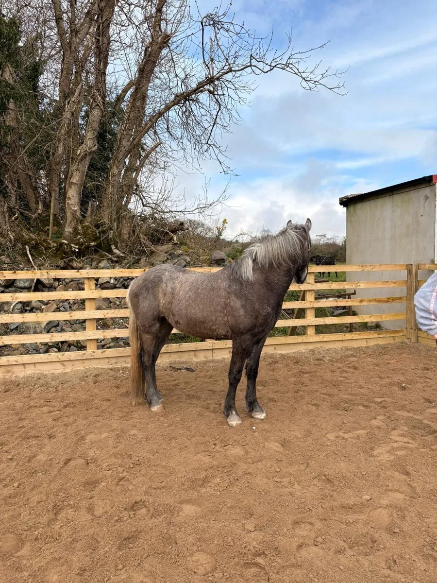 Fully Registered Connemara Gelding - Image 3