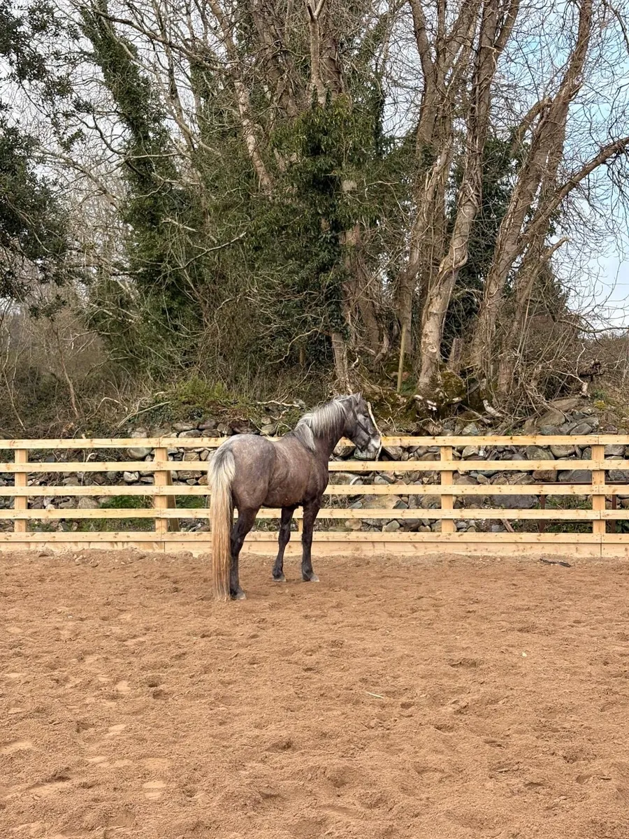 Fully Registered Connemara Gelding - Image 4