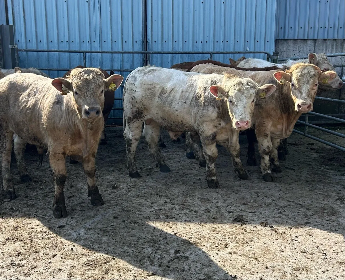 Bullocks For Sale - Image 3