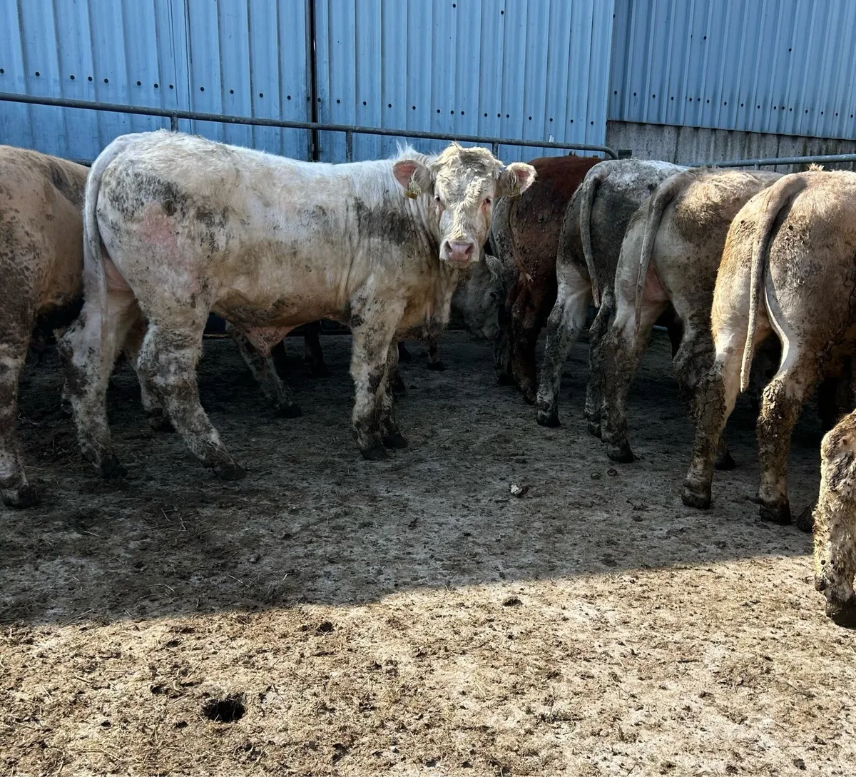 Bullocks For Sale - Image 4