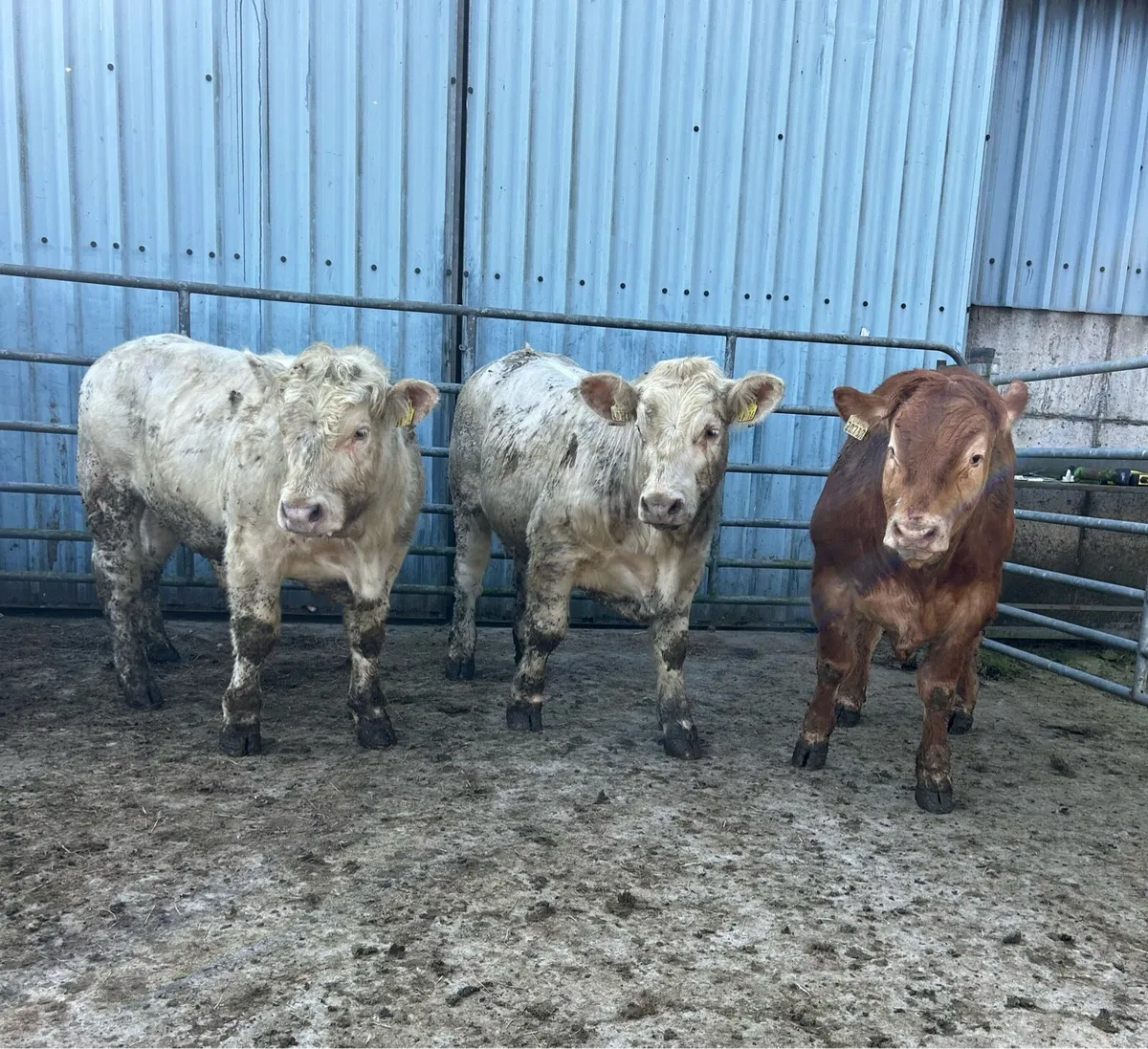 Bullocks For Sale - Image 2