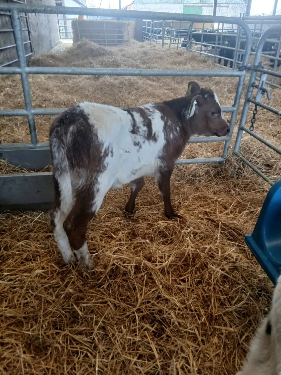 Selection of Calves for sale - Image 1