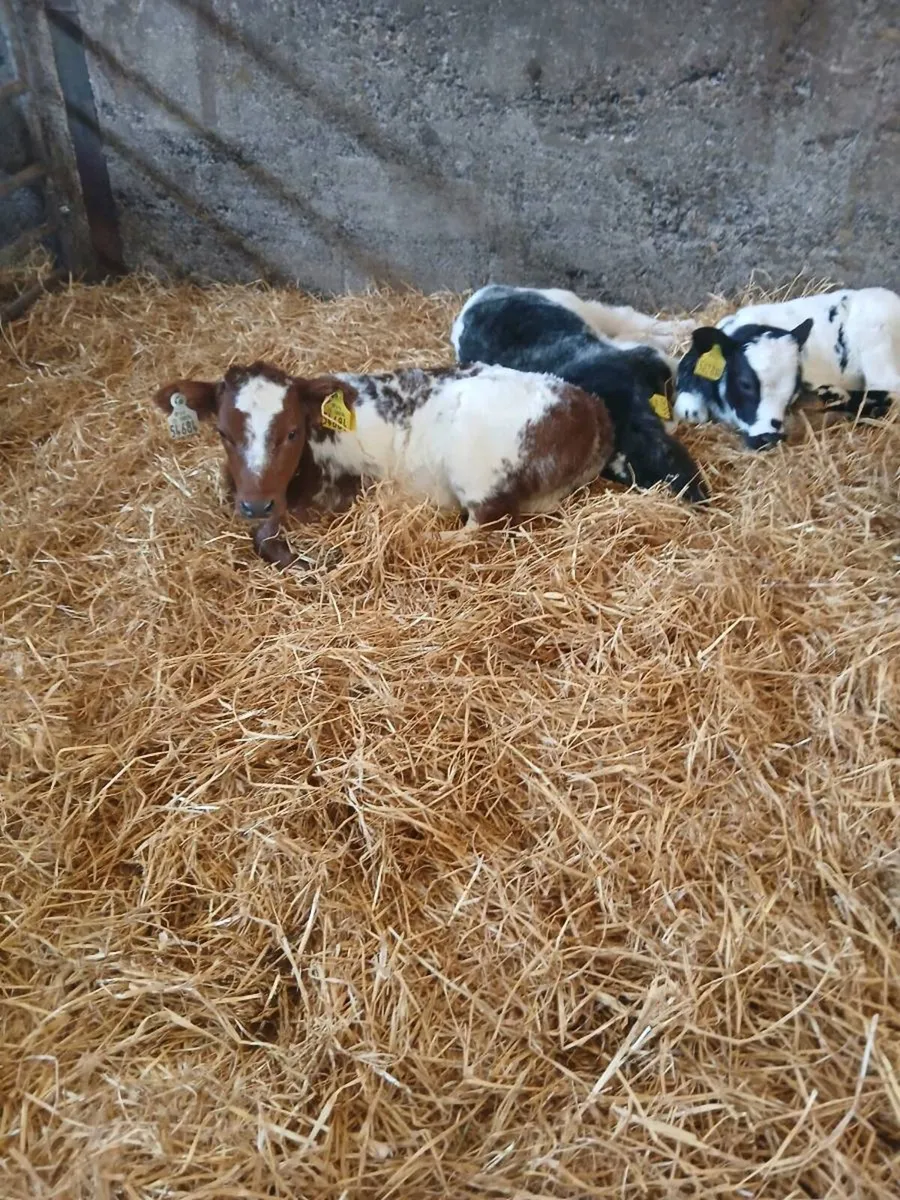 Selection of Calves for sale - Image 2