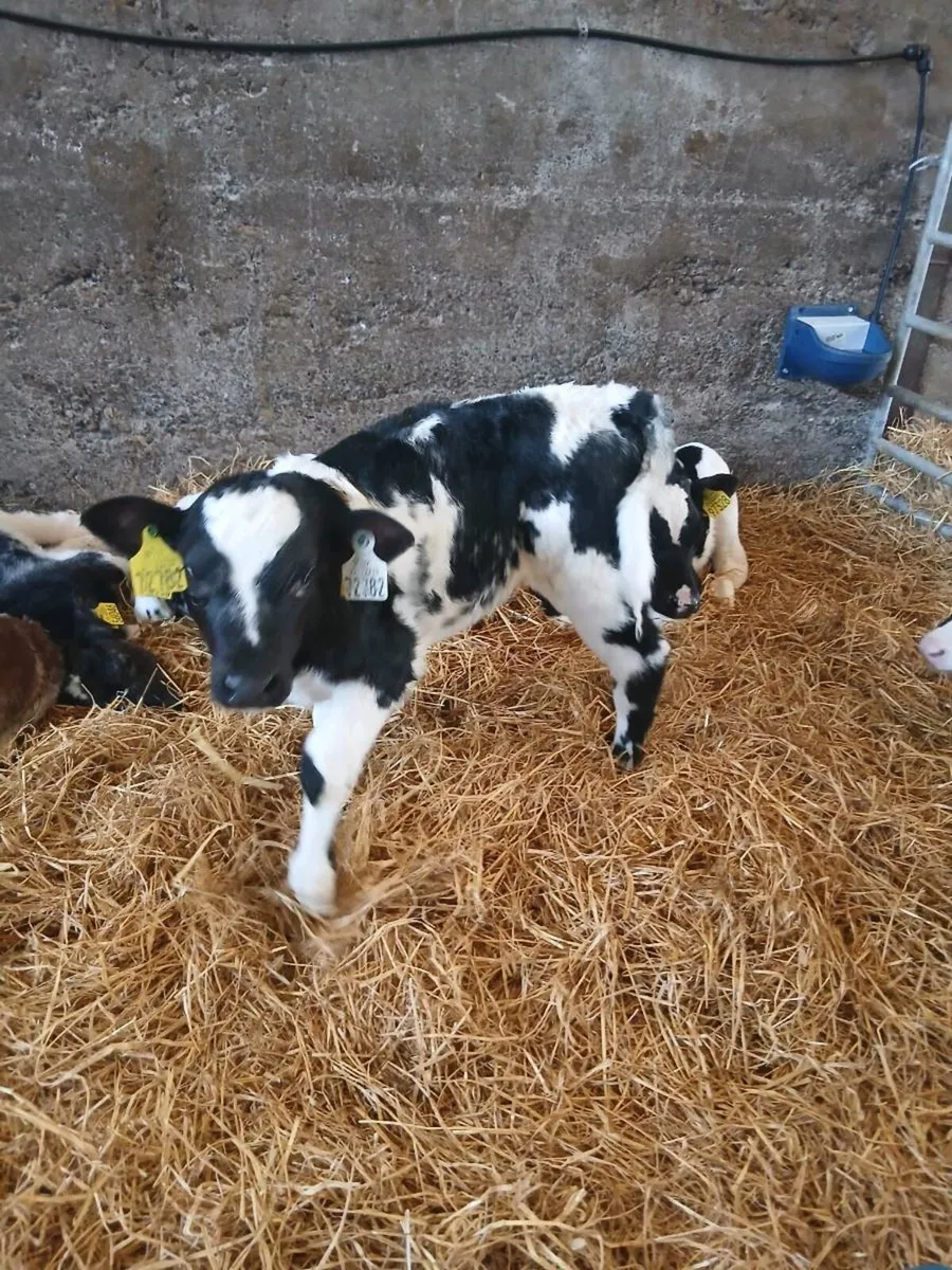 Selection of Calves for sale - Image 3
