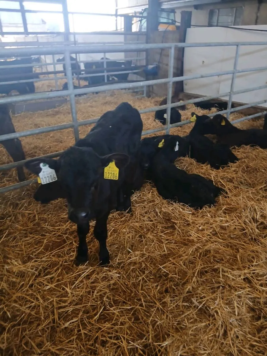Selection of Calves for sale - Image 4