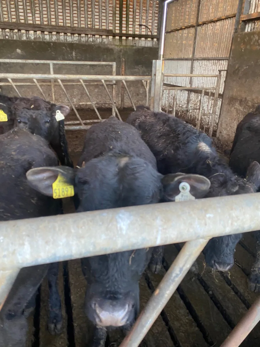4 angus bullocks for sale - Image 1