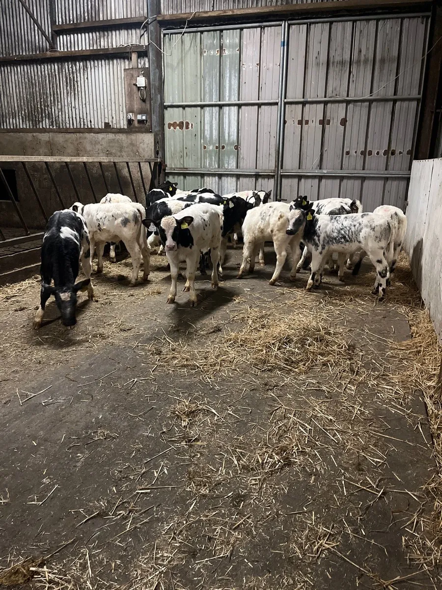Calves - Image 1