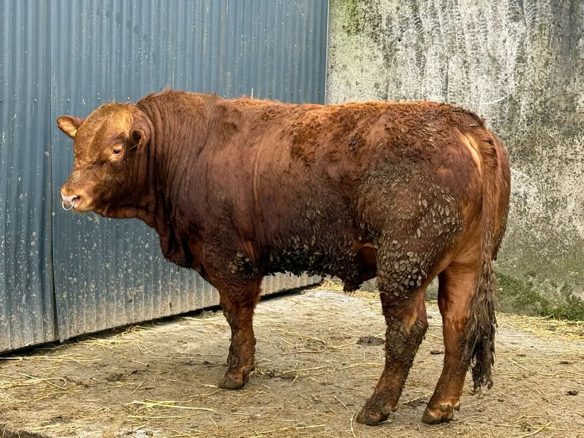 50% Angus / 50% Limousin bull - Image 1