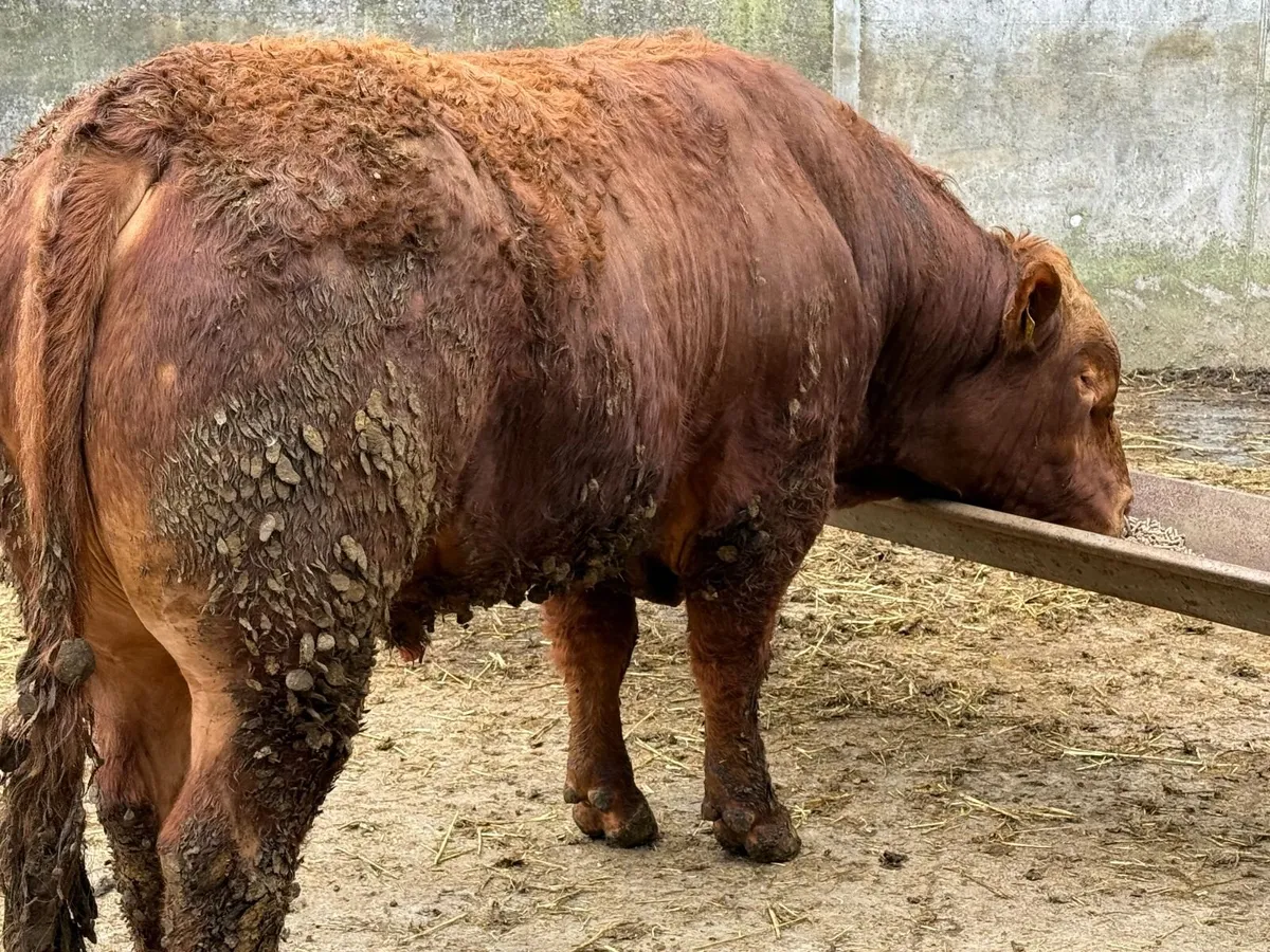 50% Angus / 50% Limousin bull - Image 2