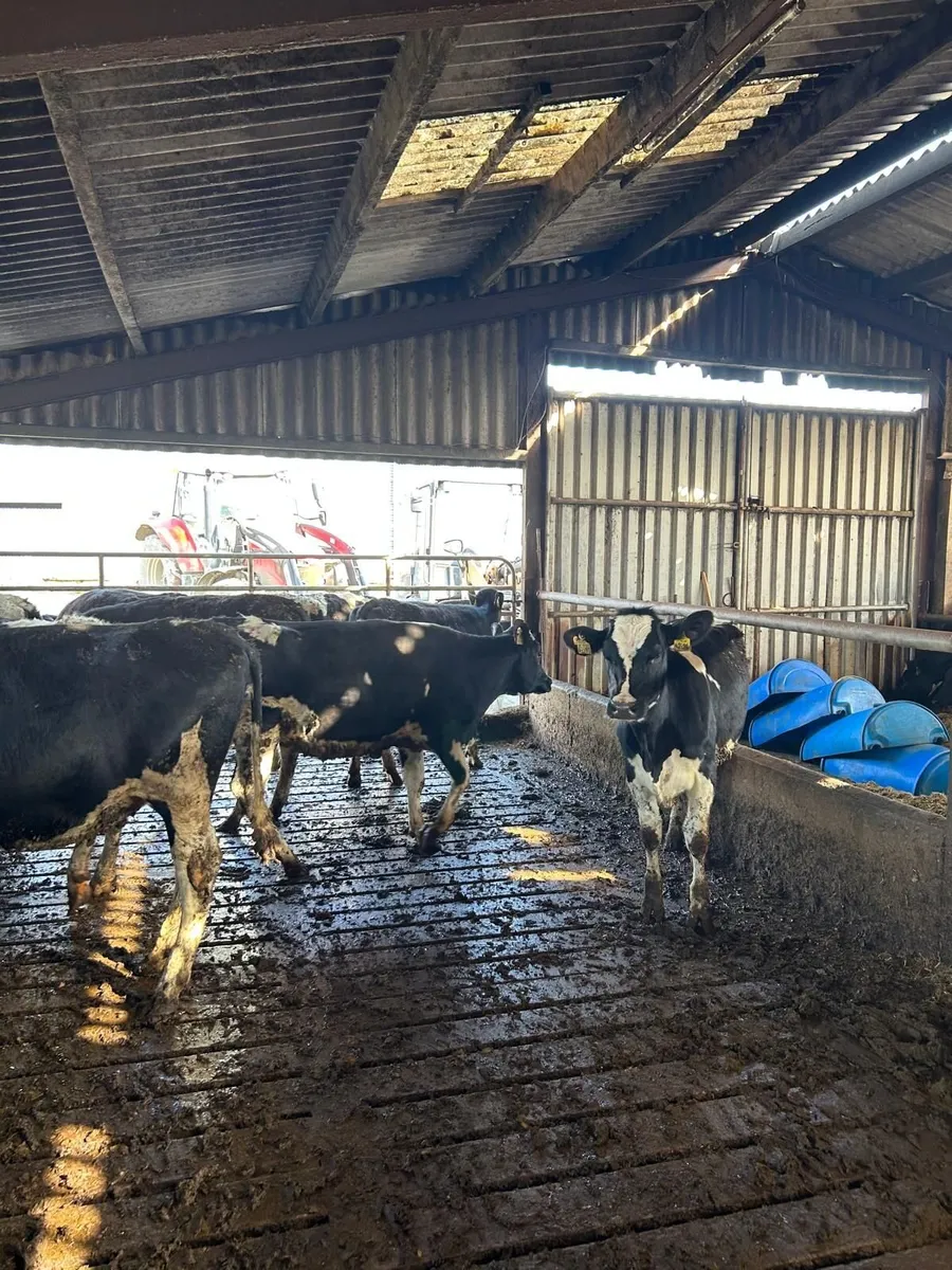 Dairy Maiden heifers - Image 2