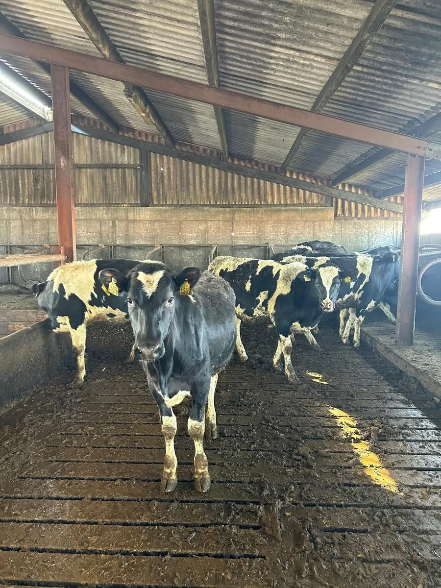 Dairy Maiden heifers - Image 1