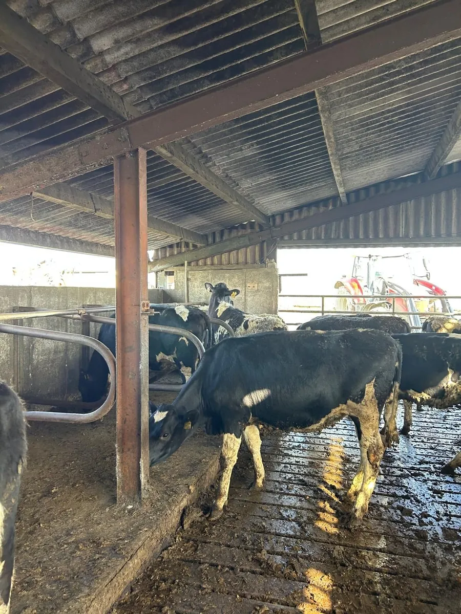 Dairy Maiden heifers - Image 3