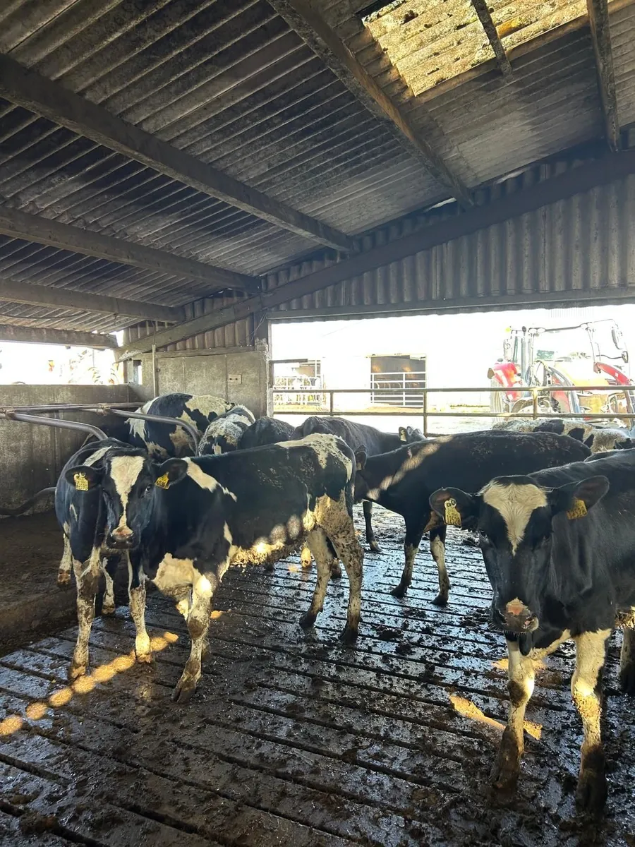 Dairy Maiden heifers - Image 4
