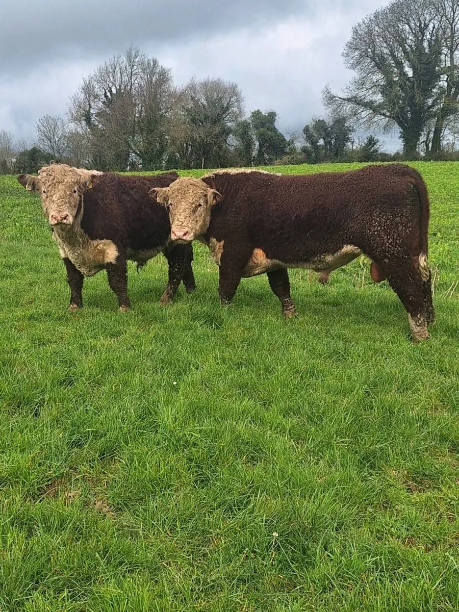 Hereford bull - Image 2