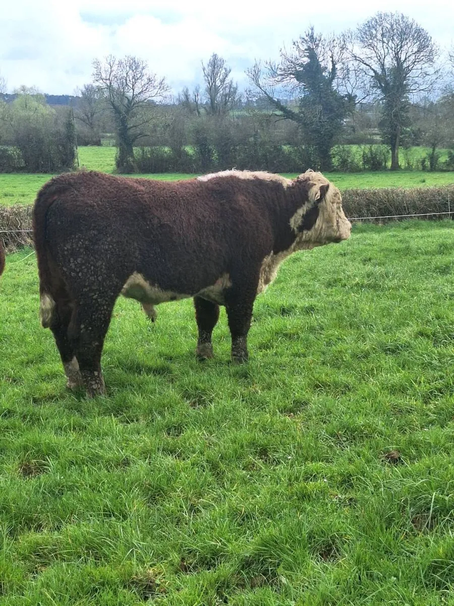 Hereford bull - Image 4