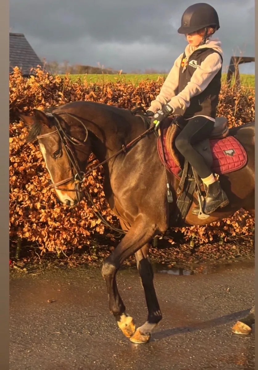 148 Bay Mare 5 year old - Image 1