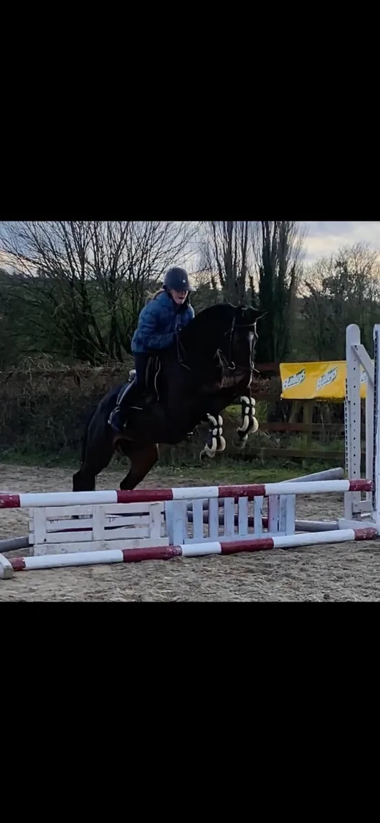 148 Bay Mare 5 year old - Image 2