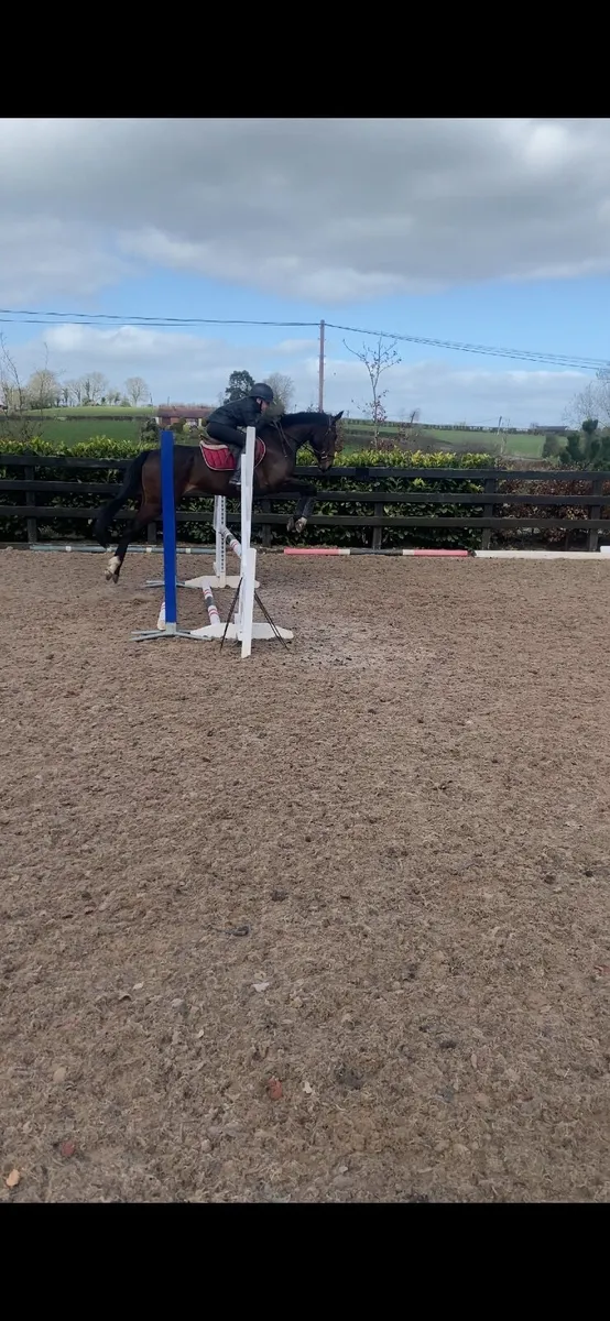 148 Bay Mare 5 year old - Image 3