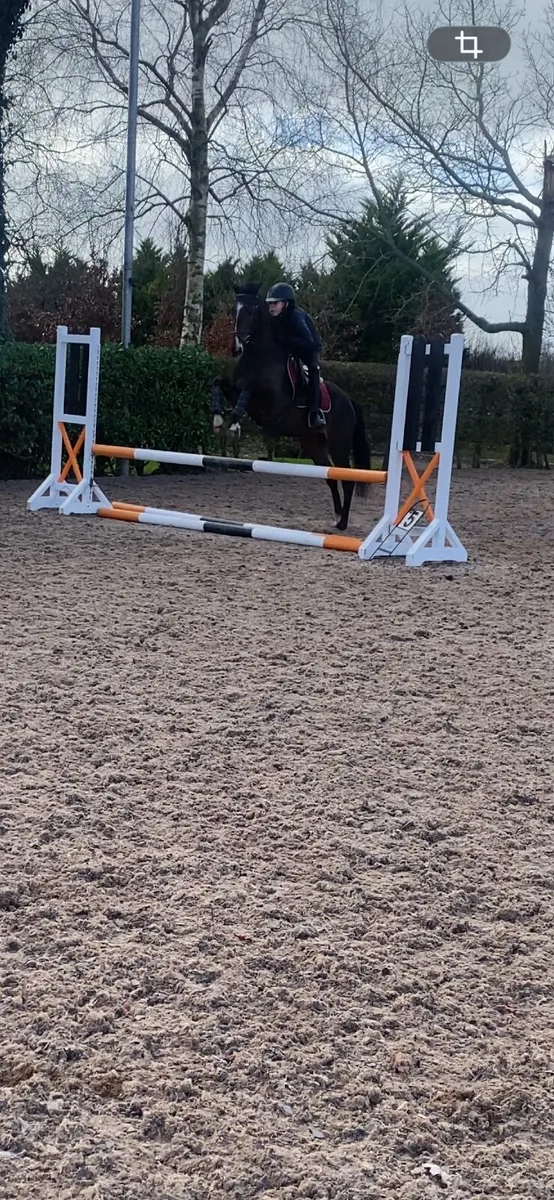 148 Bay Mare 5 year old - Image 4