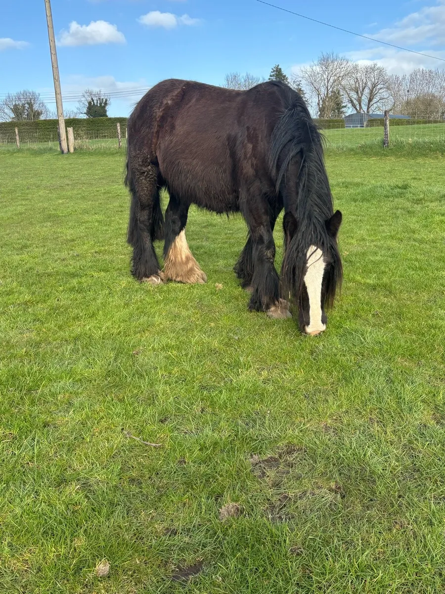 Gorgeous Flashy mare - Image 1