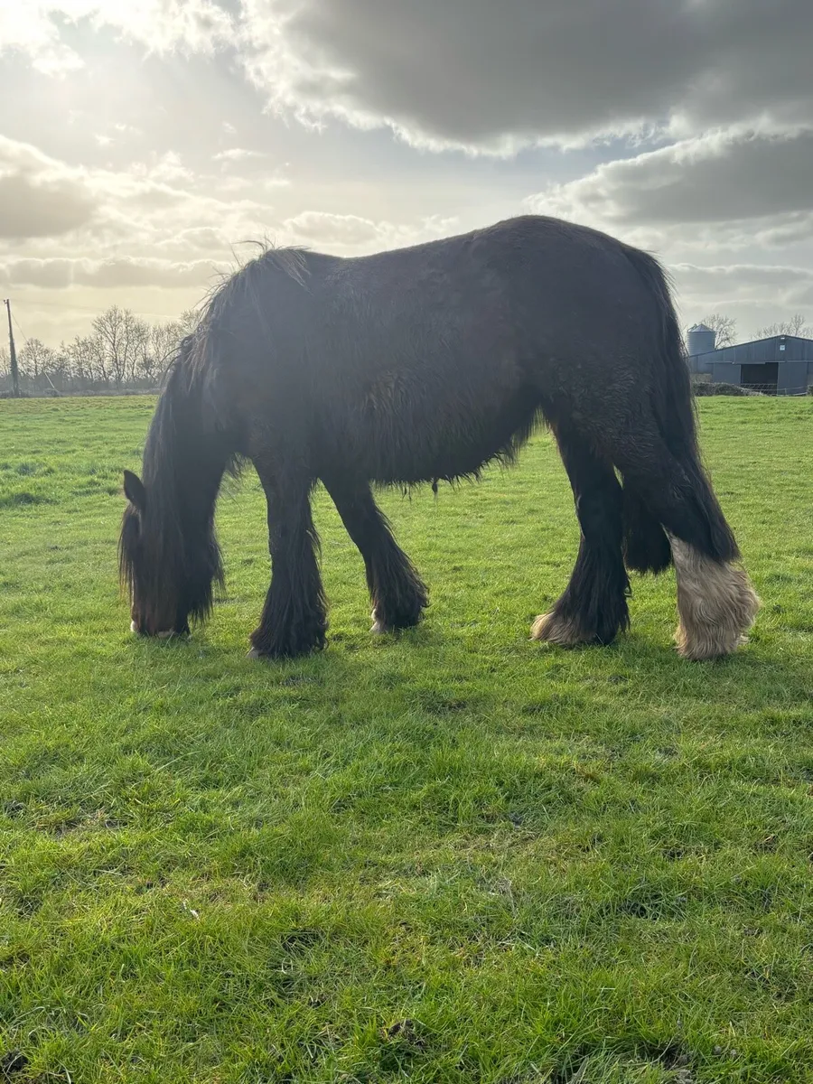 Gorgeous Flashy mare - Image 2