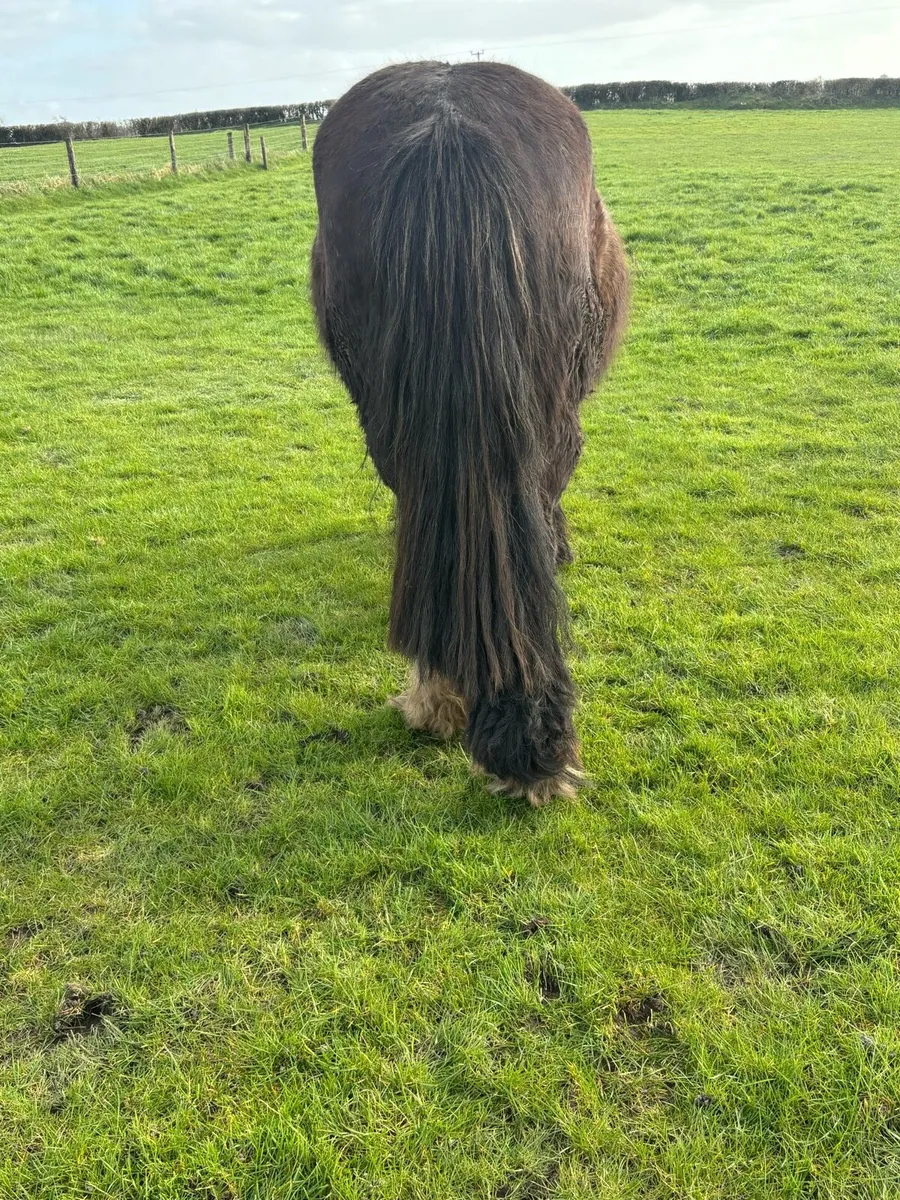 Gorgeous Flashy mare - Image 3