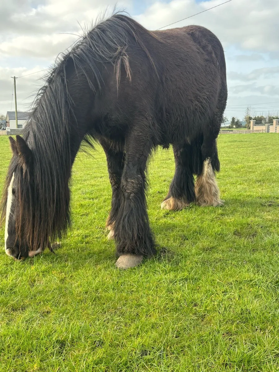 Gorgeous Flashy mare - Image 4