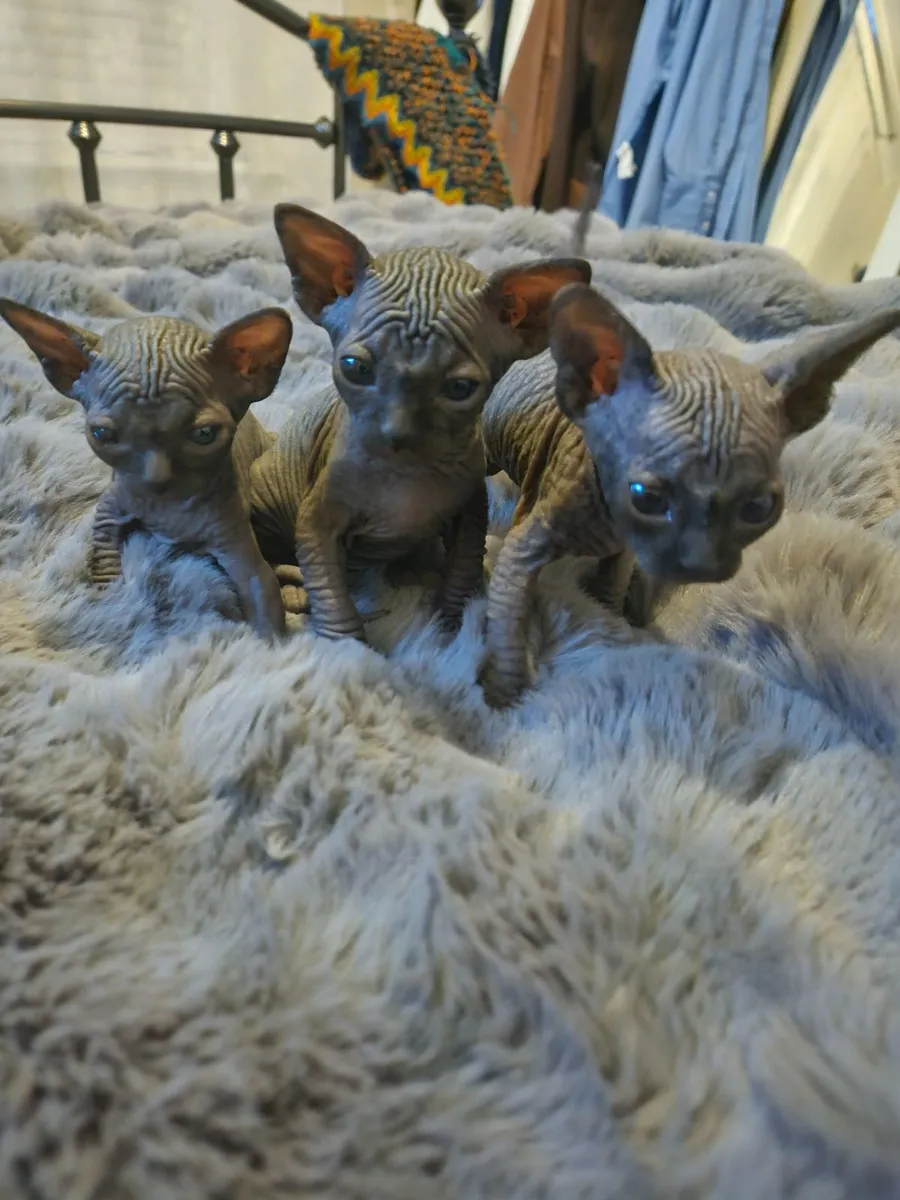 Sphynx kittens - Image 1