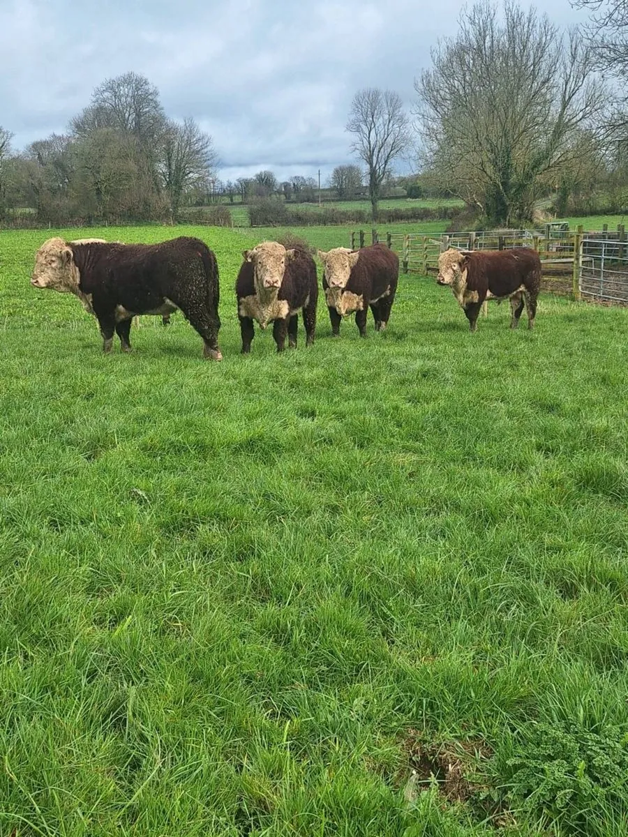 Hereford Bulls - Image 1