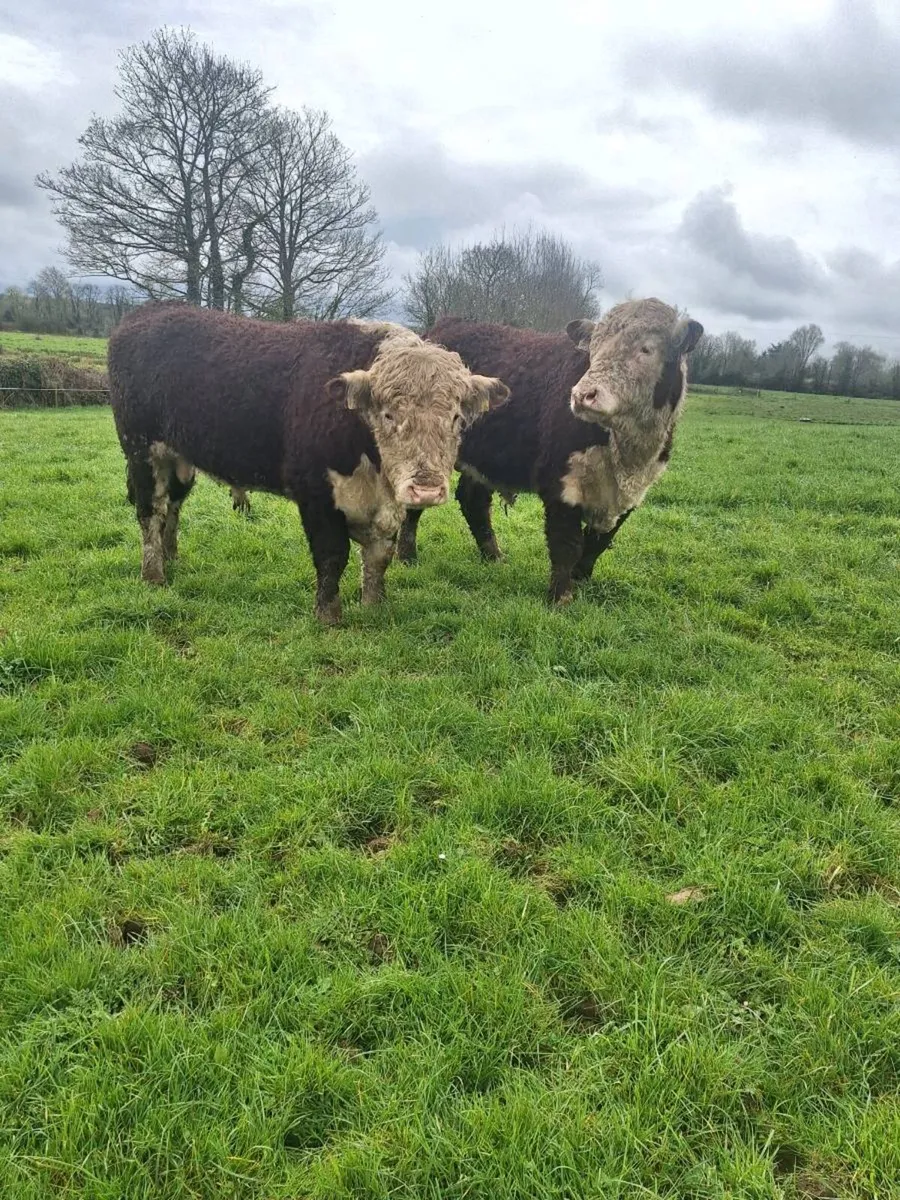 Hereford Bulls - Image 3