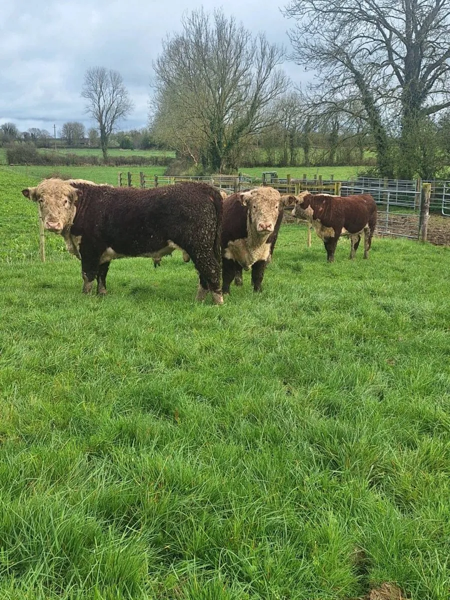 Hereford Bulls - Image 4