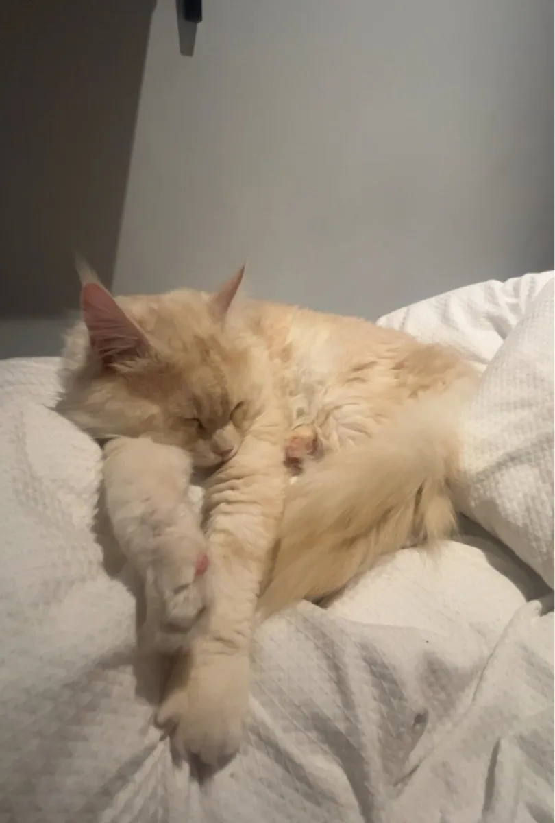 Maine coin - Image 2