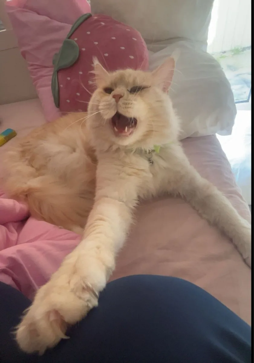 Maine coin - Image 3