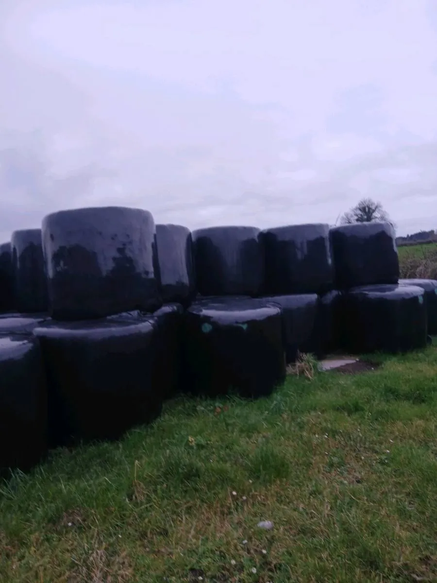 Silage bales - Image 3