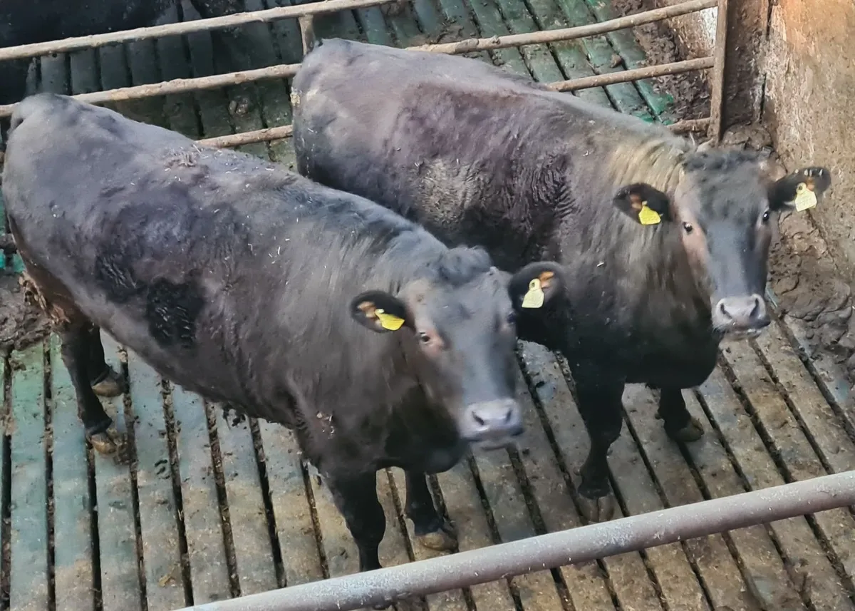 Wagyu Steers - Image 1