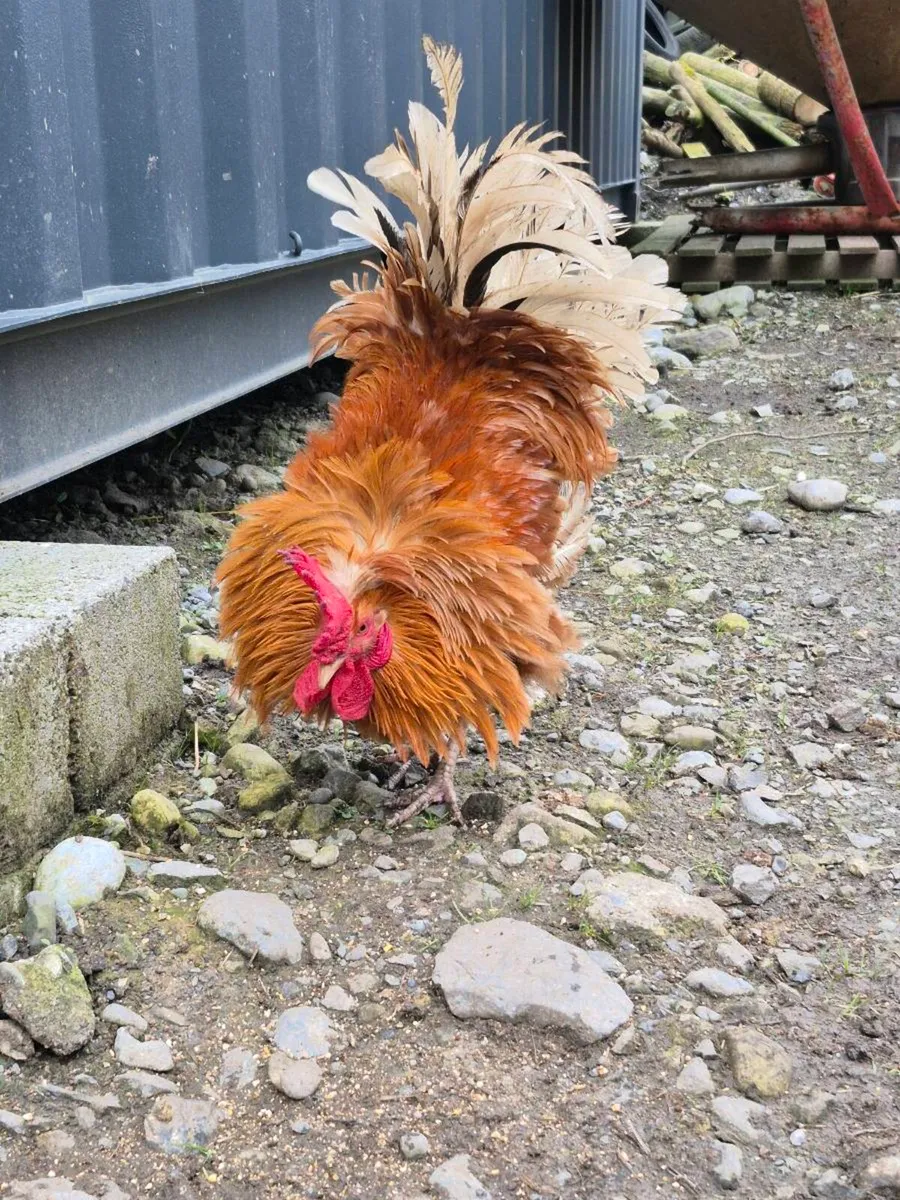 Rooster - Image 2