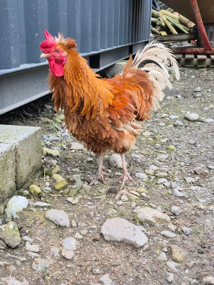 Rooster - Image 3