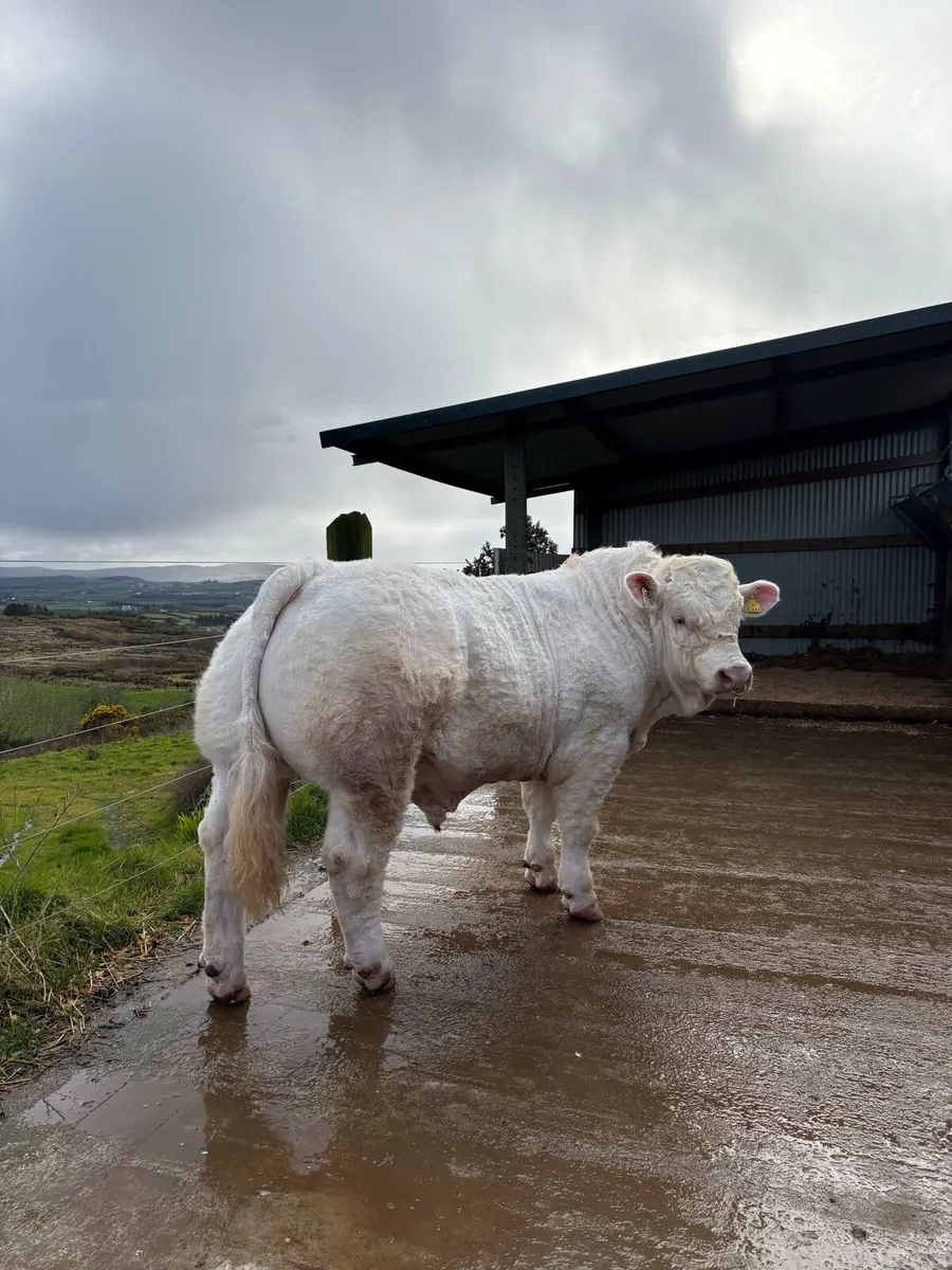 Pedigree Charolais Bull - Image 1