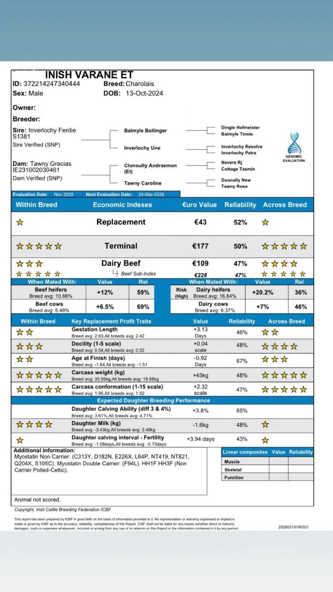 Pedigree Charolais Bull - Image 2