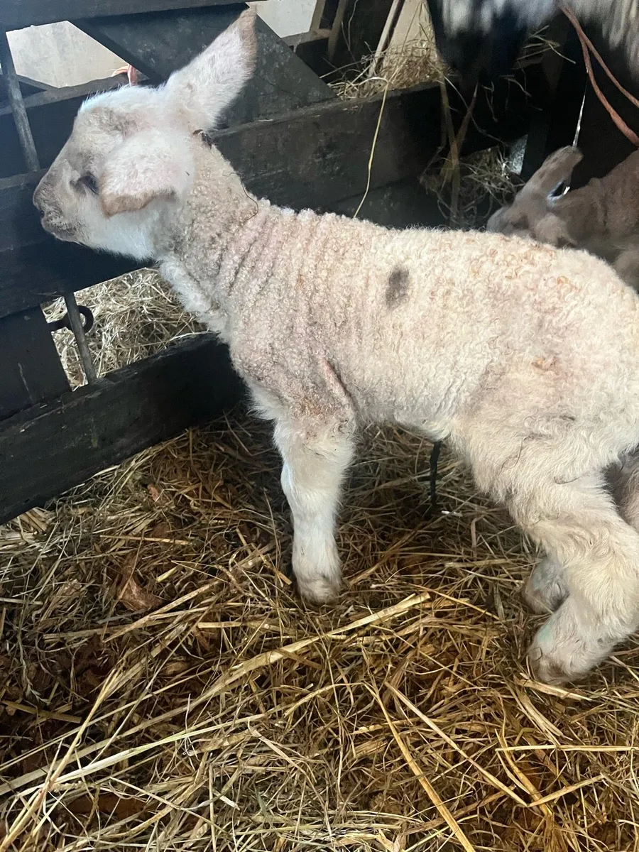 Foster lamb - Image 1