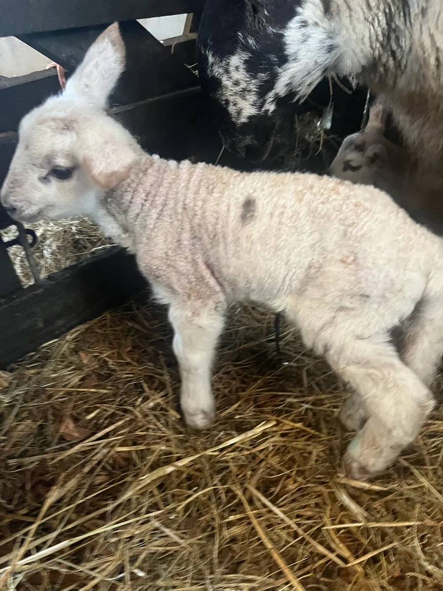 Foster lamb - Image 2