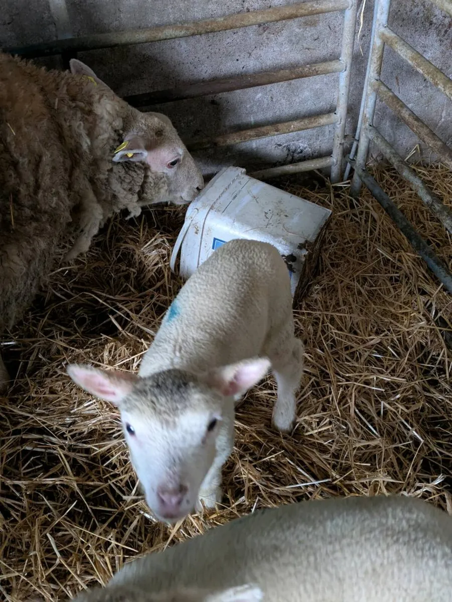 Foster/pet lamb