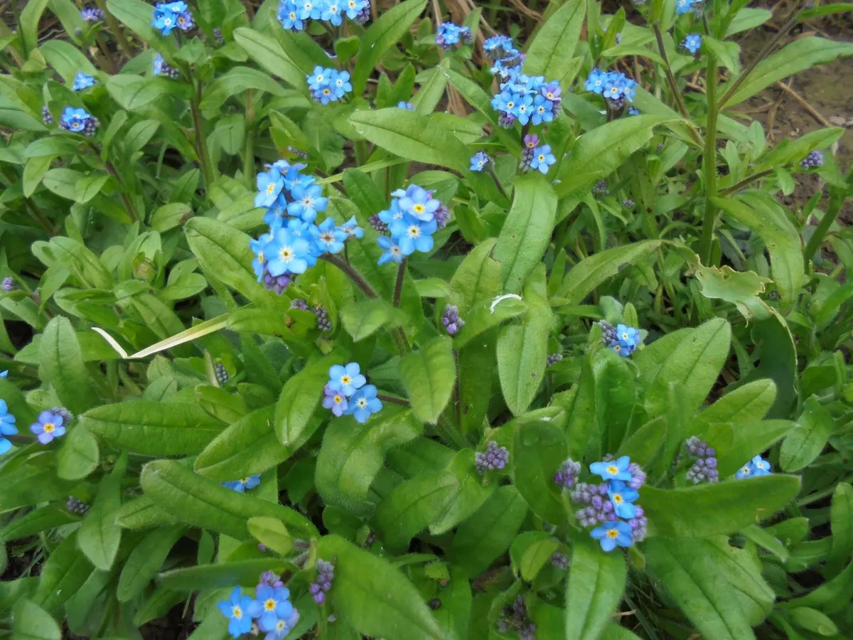 Plant Forget me Not