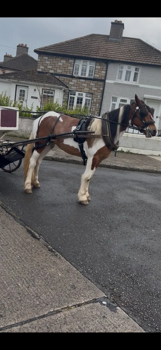 Half bred filly - Image 1