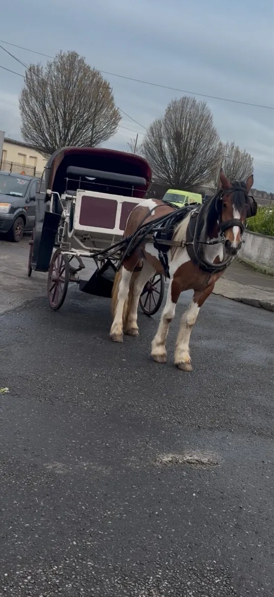 Half bred filly - Image 2