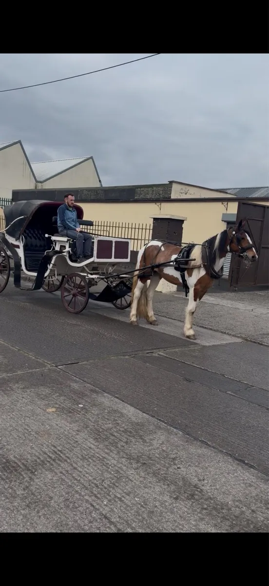 Half bred filly - Image 4