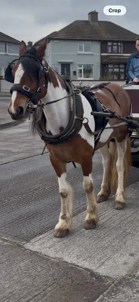 Half bred filly - Image 3