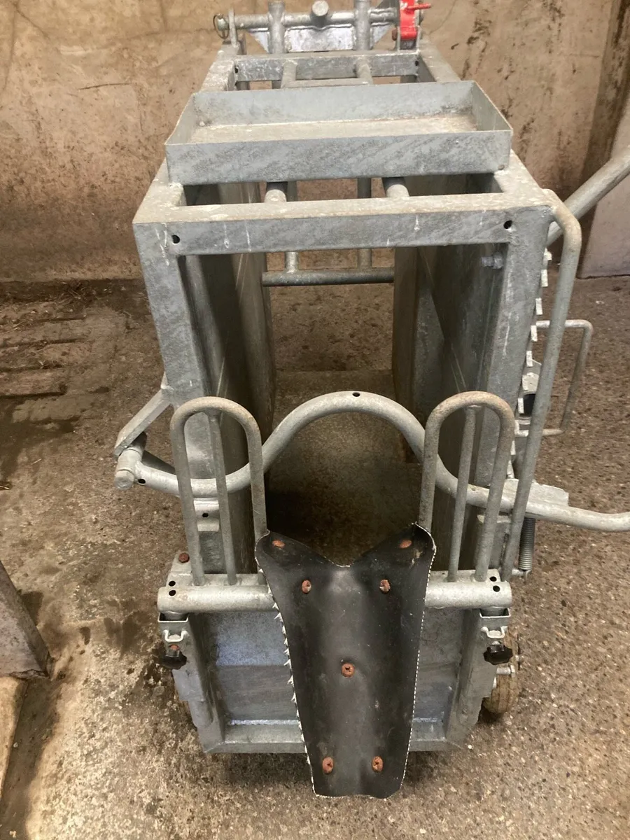 Heavy duty calf dehorning crate - Image 4