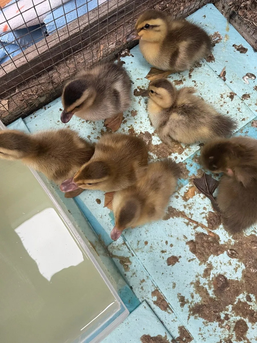 Ducklings - Image 1
